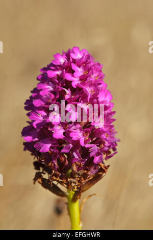 Blühende Pyramiden-Orchidee (Anacamptis Pyramidalis), Gotland Stockfoto