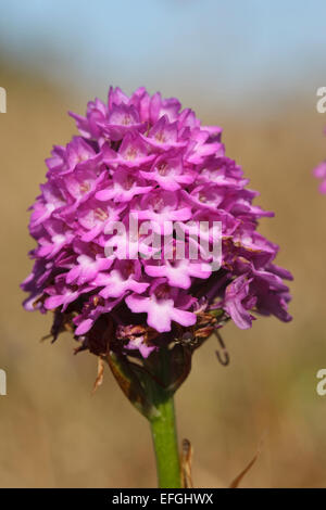 Blühende Pyramiden-Orchidee (Anacamptis Pyramidalis), Gotland Stockfoto