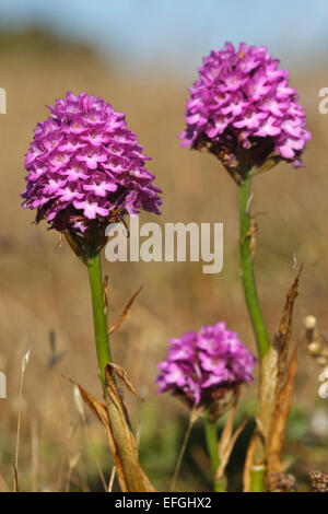 Blühende Pyramiden-Orchidee (Anacamptis Pyramidalis), Gotland Stockfoto