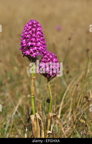 Blühende Pyramiden-Orchidee (Anacamptis Pyramidalis), Gotland Stockfoto