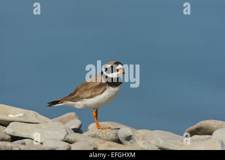 Flussregenpfeifer-Regenpfeifer (Charadrius Hiaticula) an einem steinigen Strand Stockfoto