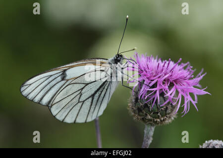 Schwarz-veined weiß (Aporia Crataegi) Stockfoto