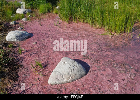 Schwefel-Purpurbakterien in der Natur behalten Husrygg im südwestlichen Gotland. Großen Fen-Segge (Cladium Mariscus) in den Hintern Stockfoto