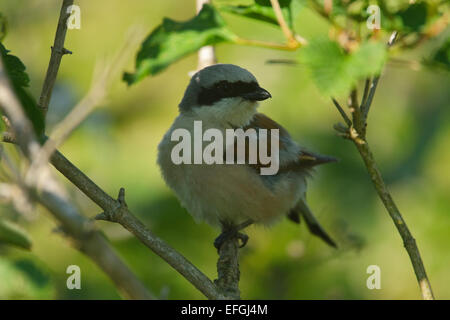 Neuntöter, Männchen, (Lanius Collurio), Husrygg, Gotland Stockfoto