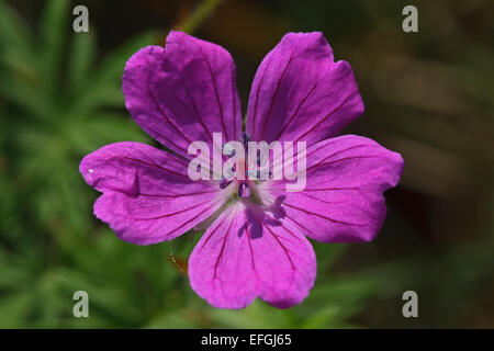 Blühende blutigen des Krans-Rechnung (Geranium Sanguineum), Gotland Stockfoto