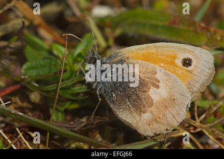 Kleine Heide (Coenonympha Pamphilus), Juli, Lauter - Norrsund Stockfoto