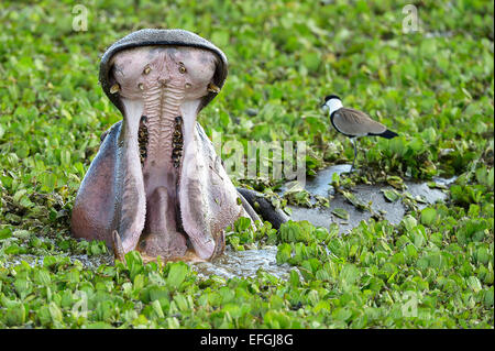 Flusspferd (Hippopotamus Amphibicus) weiblich in stehenden Gewässern mit Wasserpflanzen, close-up, Gähnen Stockfoto