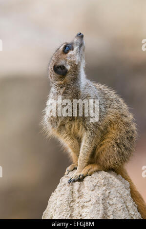 Erdmännchen (Suricata Suricatta) nachschlagen, in Gefangenschaft, Sachsen, Deutschland Stockfoto