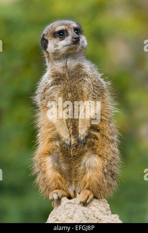 Erdmännchen (Suricata Suricatta), Gefangenschaft, Sachsen, Deutschland Stockfoto