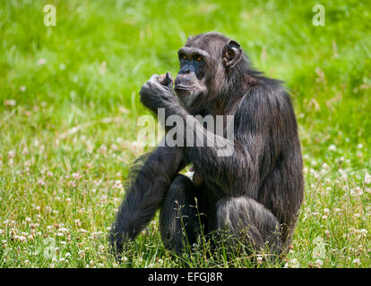 Westlichen Schimpansen oder westafrikanischer Schimpanse (Pan Troglodytes Verus), in Gefangenschaft, Sachsen, Deutschland Stockfoto