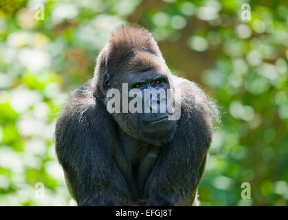 Flachlandgorilla (Gorilla Gorilla Gorilla), Männlich, in Gefangenschaft, Sachsen, Deutschland Stockfoto