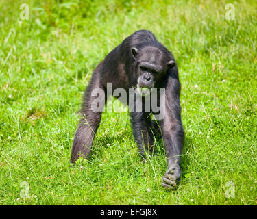 Westlichen Schimpansen oder westafrikanischer Schimpanse (Pan Troglodytes Verus), Fütterung auf dem Rasen, Gefangenschaft, Sachsen, Deutschland Stockfoto