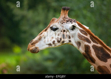 Rothschild Giraffen (Giraffa Plancius Rothschildi), Gefangenschaft, Sachsen, Deutschland Stockfoto