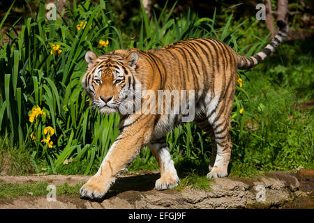 Sibirischer Tiger oder Amur-Tiger (Panthera Tigris Altaica), in Gefangenschaft, Sachsen, Deutschland Stockfoto