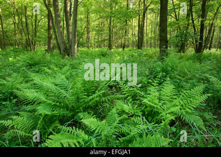 Lady Farn (entstanden Filix-Femina) in einer Erle Carr Alter oder Schwarz-Erle (Alnus Glutinosa), Barnbruch Nature Reserve Stockfoto