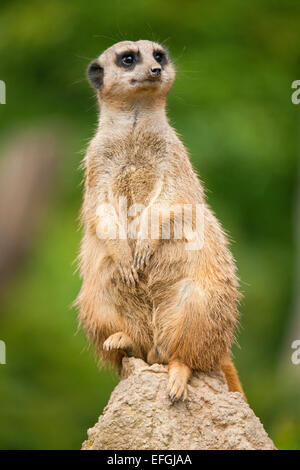 Erdmännchen (Suricata Suricatta), Gefangenschaft, Sachsen, Deutschland Stockfoto