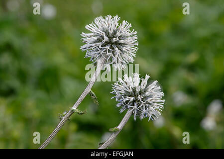 Glanduläre Globe-Distel (Echinops Sphaerocephalus), Elsass, Frankreich Stockfoto