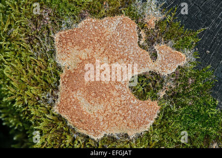 Dog Vomit Slime Mold oder Scrambled Egg Slime Mold (Fuligo Septica), mit weißlich glänzende Spur Schleim aus unverdaulichen Abfällen Stockfoto