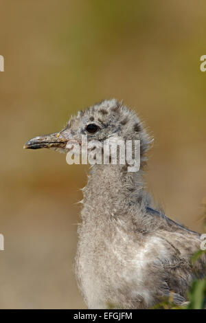 Juvenilen Lachmöwe (Chroicocephalus Ridibundus) (Larus Ridibundus), Ryssudden-Ryssnäs Stockfoto