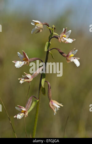 Blühende Sumpf Helleborine (Epipactis Palustris), Stockfoto