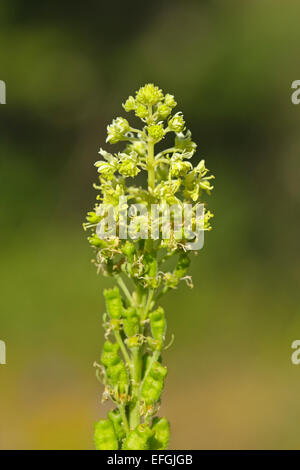 Blühende wilde Mignonette (Reseda Lutea). Stockfoto