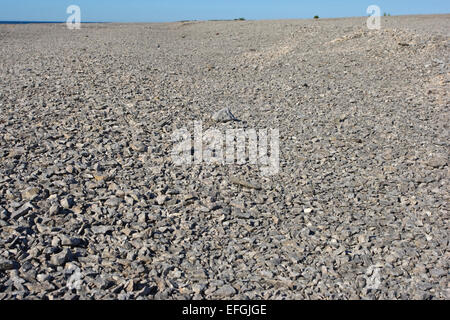 Steiniger Strand, Kiesstrand auf Fårö, Aursviken, Schuppenzählung, Stockfoto