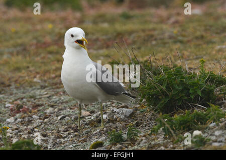 Erwachsenen Mew Gull (Larus Canus) stehend Stockfoto