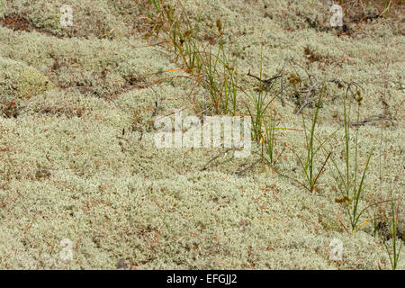 Teppich aus Rentier Moos (Cladonia spp.), (Cladoniaceae) mit Ausläufer aus Dünengebieten Grass (Ammophila Arenaria), Ullahau, Fårö Stockfoto