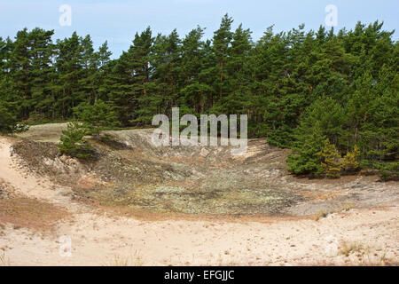 Landschaft mit Kiefer (Pinus Sylvestris) vom Naturpark Ullahau, Fårö, Gotland. Ullahau ist eine bepflanzte wandernde Düne Stockfoto