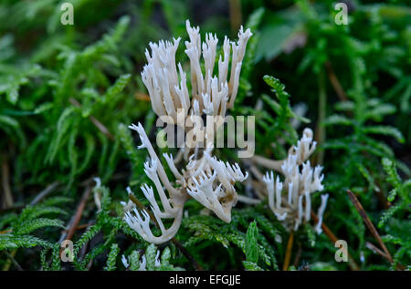 Weiße Koralle Pilz oder Crested Coral Pilz (Clavulina Coralloides), essbar, Schweiz Stockfoto