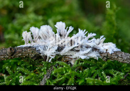 Weißes Leder Koralle (Thelephora Penicillata), Saprobiontic Pilz, ungenießbar, Schweiz Stockfoto