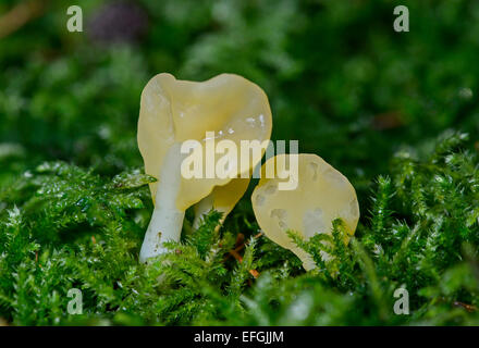 Gelb-Fan (Spathularia Flavida), ungenießbar, Schweiz Stockfoto