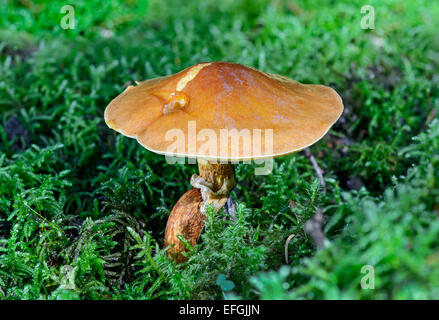 Die Greville Bolete oder Lärche Bolete (Suillus Grevillei), Mykorrhiza-Pilz, essbar, Schweiz Stockfoto