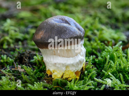 Schleimige Spike-Cap (Gomphidius Glutinosus), junge Exemplare, mit einer schleimigen Schleier bedeckt, in diesem Stadium, Mykorrhiza-Pilz, essbare Stockfoto