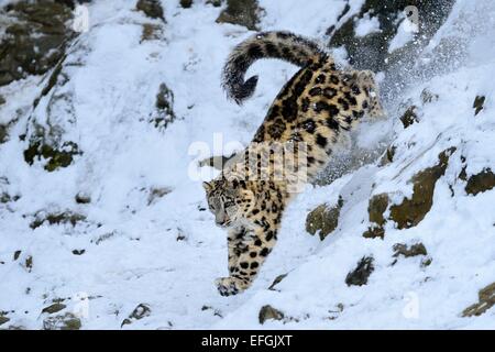 Schneeleopard (Panthera Uncia), juvenile, springen aus schneebedeckten Felsen, Gefangenschaft, Schweiz Stockfoto