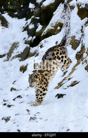 Schneeleopard (Panthera Uncia), juvenile, springen aus schneebedeckten Felsen, Gefangenschaft, Schweiz Stockfoto