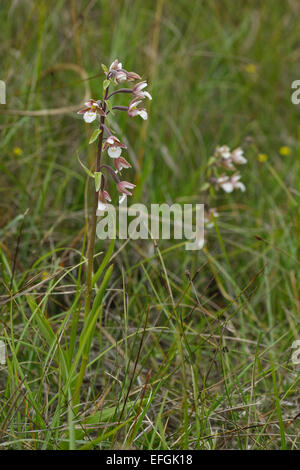 Blühende Sumpf Helleborine (Epipactis Palustris), Stockfoto