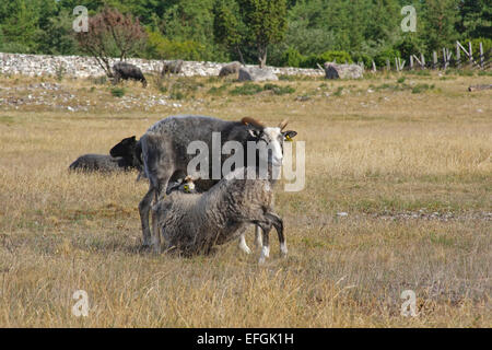 Gute Schafe, Lamm zu säugen, von ihrer Mutter, trinken Milch, Fårö, Gotland Stockfoto