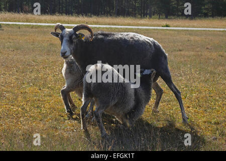 Gute Schafe, Lamm zu säugen, von ihrer Mutter, trinken Milch, Fårö, Gotland Stockfoto