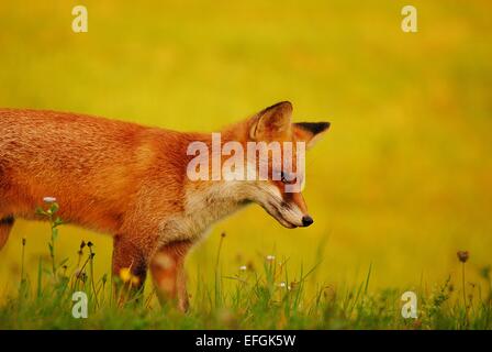 Eine Rotfuchs aussehen etwas zu essen. Stockfoto