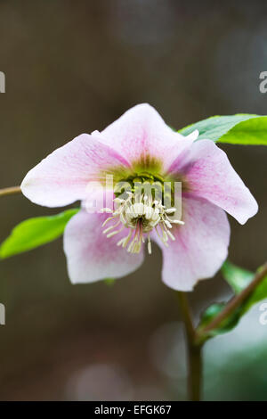 Nieswurz Blüte im Garten im Spätwinter. Stockfoto