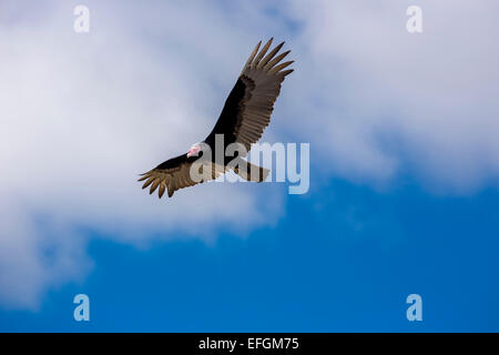 Ohrengeier-faced Vulture (Aegypius Tracheliotus, Torgos Tracheliotus), Provinz Sancti Spiritus, Kuba Stockfoto