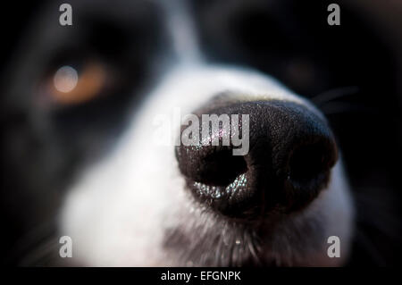 Ein Border-Collie Hund Nahaufnahme abstrakt. Eine große nasse Nase in Nahaufnahme. Stockfoto