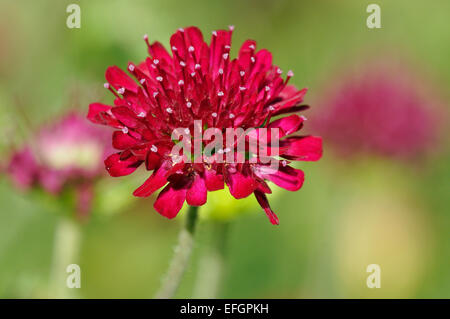 Mazedonische Witwenblume oder Witwe Blume - Knautia macedonica Stockfoto