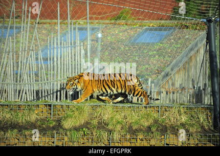 ZSL London Zoo, UK. 4. Februar 2015. Ein Jahr alt Sumatran Tiger Drillinge Nakal, Budi und Cinta Wake up to speziell dekorierten Riesen Kisten verstreut Tiger Territory mit Lieblingsessen im Inneren versteckt behandelt. Die Cubs eine wilde Bevölkerung von nur 300 Personen vertreten und werden von der IUCN als bedroht eingestuft. Bildnachweis: Malcolm Park Leitartikel/Alamy Live-Nachrichten Stockfoto