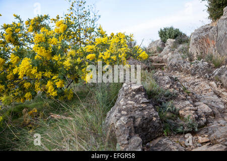 Acacia Dealbata in Blüte neben einem steinigen Weg Stockfoto