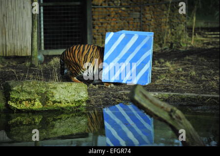 ZSL London Zoo, UK. 4. Februar 2015. Ein Jahr alt Sumatran Tiger Drillinge Nakal, Budi und Cinta Wake up to speziell dekorierten Riesen Kisten verstreut Tiger Territory mit Lieblingsessen im Inneren versteckt behandelt. Die Cubs eine wilde Bevölkerung von nur 300 Personen vertreten und werden von der IUCN als bedroht eingestuft. Bildnachweis: Malcolm Park Leitartikel/Alamy Live-Nachrichten Stockfoto