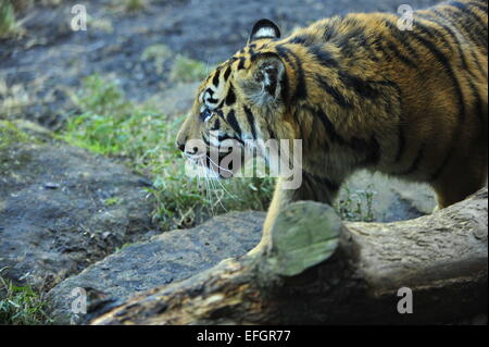 ZSL London Zoo, UK. 4. Februar 2015. Ein Jahr alt Sumatran Tiger Drillinge Nakal, Budi und Cinta Wake up to speziell dekorierten Riesen Kisten verstreut Tiger Territory mit Lieblingsessen im Inneren versteckt behandelt. Die Cubs eine wilde Bevölkerung von nur 300 Personen vertreten und werden von der IUCN als bedroht eingestuft. Bildnachweis: Malcolm Park Leitartikel/Alamy Live-Nachrichten Stockfoto