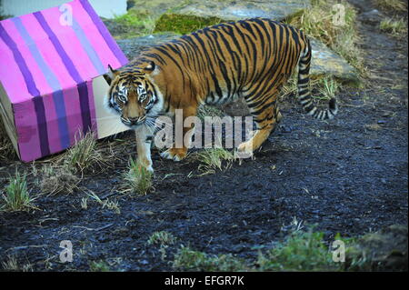 ZSL London Zoo, UK. 4. Februar 2015. Ein Jahr alt Sumatran Tiger Drillinge Nakal, Budi und Cinta Wake up to speziell dekorierten Riesen Kisten verstreut Tiger Territory mit Lieblingsessen im Inneren versteckt behandelt. Die Cubs eine wilde Bevölkerung von nur 300 Personen vertreten und werden von der IUCN als bedroht eingestuft. Bildnachweis: Malcolm Park Leitartikel/Alamy Live-Nachrichten Stockfoto