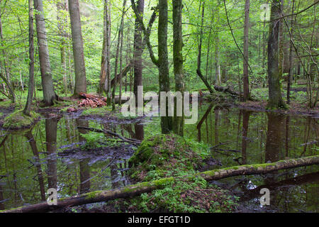 Frühling nass Mischwald mit stehendem Wasser und tote Bäume teilweise abgelehnt Stockfoto